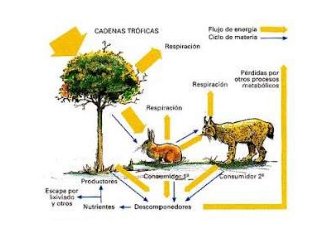Resultado de imagen para PRODUCCION PRIMARIA