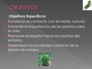 Objetivos Específicos:
   Favorecer el contacto con el medio natural.
   Transmitir la importancia de las plantas para
    la vida.
   Promover el respeto hacia las plantas del
    entorno.
   Determinar las bondades curativas de la
    planta de romero.
 