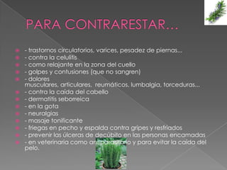    - trastornos circulatorios, varices, pesadez de piernas...
   - contra la celulitis
   - como relajante en la zona del cuello
   - golpes y contusiones (que no sangren)
   - dolores
    musculares, articulares, reumáticos, lumbalgia, torceduras...
   - contra la caída del cabello
   - dermatitis seborreica
   - en la gota
   - neuralgias
   - masaje tonificante
   - friegas en pecho y espalda contra gripes y resfriados
   - prevenir las úlceras de decúbito en las personas encamadas
   - en veterinaria como antiparasitario y para evitar la caída del
    pelo.
 