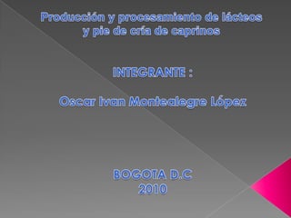 Producción y procesamiento de lácteos y pie de cría de caprinos INTEGRANTE : Oscar Ivan Montealegre López BOGOTA D.C 2010 