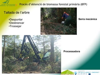 Procés d’obtenció de biomassa forestal primària (BFP)


Tallada de l’arbre

   •Despuntar                                 ...