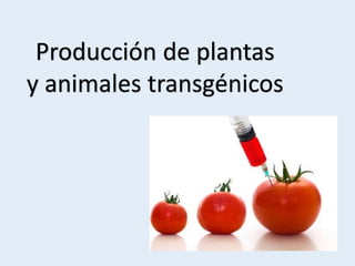 Producción de plantas
y animales transgénicos
 