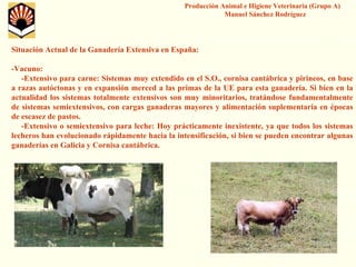 Producción Animal e Higiene Veterinaria (Grupo A) Manuel Sánchez Rodríguez 
Situación Actual de la Ganadería Extensiva en España: 
-Vacuno: 
-Extensivo para carne: Sistemas muy extendido en el S.O., cornisacantábrica y pirineos, en base a razas autóctonas y en expansión merced a las primas de la UE para esta ganadería. Si bien en la actualidad los sistemas totalmente extensivos son muy minoritarios, tratándose fundamentalmente de sistemas semiextensivos, con cargas ganaderas mayores y alimentación suplementaria en épocas de escasez de pastos. 
-Extensivo o semiextensivopara leche: Hoy prácticamente inexistente, ya que todos los sistemas lecheros han evolucionado rápidamente hacia la intensificación, si bien se pueden encontrar algunas ganaderías en Galicia y Cornisa cantábrica.  