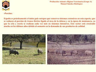 Producción Animal e Higiene Veterinaria (Grupo A) Manuel Sánchez Rodríguez 
-Porcino: 
España es prácticamente el único país europeo que conserva sistemas extensivos en esta especie, que se reducen al porcino de tronco ibérico ligado al área de la dehesa y en la época de montanera, ya que la cría y recría se realizan cada vez más en sistemas intensivos. Este sector está creciendo mucho en los últimos años debido al aumento en la demanda de susproductos de calidad  