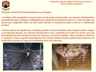 Producción Animal e Higiene Veterinaria (Grupo A) Manuel Sánchez Rodríguez 
Situación Actual de la Ganadería Intensiva en España: 
-Avicultura: Ha conseguido en nuestro país un alto grado de desarrollo, con sistemas ultraintensivosde producción que consiguen rendimientos que satisfacen la demanda de huevos y carne de pollo a un precio muy competitivo (hace tan sólo cuatro décadas el consumo de pollos y huevos se consideraba un lujo). 
-Porcinocultura: ha seguido una evolución paralela a la de la avicultura. Hoy España es lidereuropeo en producción porcina, con sistemas ultraintensivosmuy competitivos en todos los niveles, que han determinado un alto consumo de carne de cerdo por su precio asequible y altos estándares nutritivos y sanitarios. Como se apuntó anteriormente, hoy existen también muchas explotaciones intensivas de cerdo ibérico incluso en zonas no tradicionales para este subsector.  