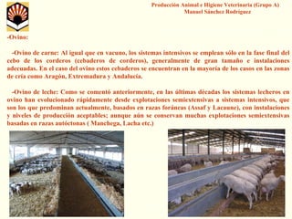 Producción Animal e Higiene Veterinaria (Grupo A) Manuel Sánchez Rodríguez 
-Ovino: 
-Ovino de carne: Al igual que en vacuno, los sistemas intensivos se emplean sólo en la fase final del cebo de los corderos (cebaderos de corderos), generalmente de gran tamaño e instalaciones adecuadas. En el caso del ovino estos cebaderos se encuentran enla mayoría de los casos en las zonas de cría como Aragón, Extremadura y Andalucía. 
-Ovino de leche: Como se comentó anteriormente, en las últimas décadas los sistemas lecheros en ovino han evolucionado rápidamente desde explotaciones semiextensivasa sistemas intensivos, que son los que predominan actualmente, basados en razas foráneas (Assafy Lacaune), con instalaciones y niveles de producción aceptables; aunque aún se conservan muchas explotaciones semiextensivasbasadas en razas autóctonas ( Manchega, Lachaetc.)  