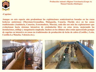 Producción Animal e Higiene Veterinaria (Grupo A) Manuel Sánchez Rodríguez 
-Caprino: 
Aunque en esta especie aún predominan las explotaciones semiextensivasbasadas en las razas lecheras autóctonas (Murciano-Granadina, Malagueña, Canaria, Florida etc.) en las zonas tradicionales (Andalucía, Canarias, Extremadura, Murcia), cada día son más las explotaciones que evolucionan hacia sistemas intensivos de estabulación libre en estas áreas, mejorando las instalaciones, utillaje y maquinaria empleada. Incluso en los últimos años están apareciendo granjas de caprino en intensivo en zonas no tradicionales de producción de leche de cabra (Castilla y León, Castilla-La Mancha, Valencia etc.).  