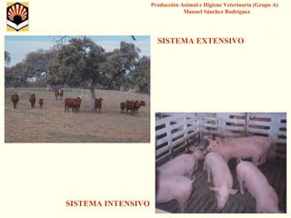 Producción Animal e Higiene Veterinaria (Grupo A) Manuel Sánchez Rodríguez 
SISTEMA EXTENSIVO 
SISTEMA INTENSIVO  