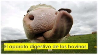 El aparato digestivo de los bovinos
PRESENTACION ELABORADO POR EDISON VALLEJO
 