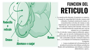 Producción Animal | PPT