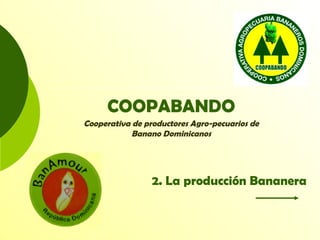 COOPABANDO
Cooperativa de productores Agro-pecuarios de
Banano Dominicanos
2. La producción Bananera
 