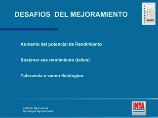 Produccion de arroz Argentina