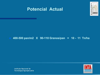 Produccion de arroz Argentina