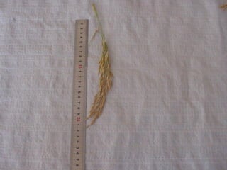 Produccion de arroz Argentina