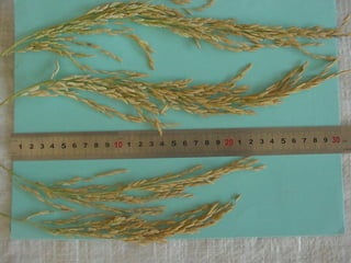 Produccion de arroz Argentina