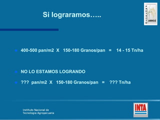 Produccion de arroz Argentina