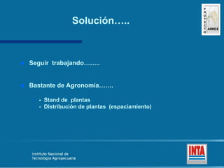 Produccion de arroz Argentina