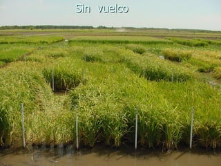 Produccion de arroz Argentina