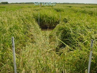 Produccion de arroz Argentina