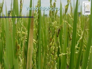 Produccion de arroz Argentina