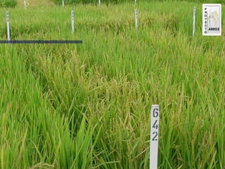 Produccion de arroz Argentina