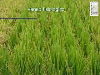 Produccion de arroz Argentina