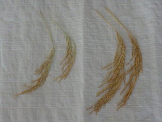 Produccion de arroz Argentina