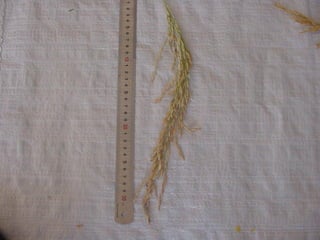 Produccion de arroz Argentina