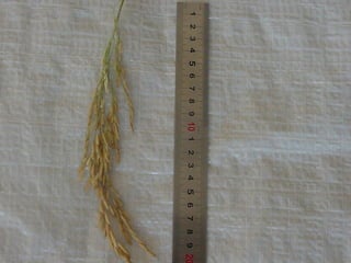 Produccion de arroz Argentina