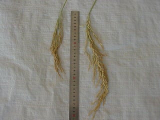 Produccion de arroz Argentina