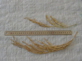 Produccion de arroz Argentina