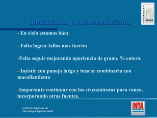 Produccion de arroz Argentina