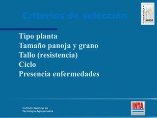 Produccion de arroz Argentina