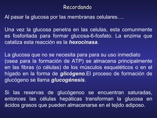 Al pasar la glucosa por las membranas celulares….  Una vez la glucosa penetra en las celulas, esta comunmente es fosforilada para formar glucosa-6-fosfato. La enzima que ca t aliza esta reacción es la  hexocinasa .  La glucosa que no se necesita para para su uso inmediato   (osea para la formación de ATP)  se almacena principalmente en las fibras (o células) de los músculos esqueléticos o en el hígado en la forma de  glicógeno . El proceso de formación de glucógeno se llama  glucogénesis .  Si las reservas de glucógeno o  se encuentran saturadas, entonces las células hepáticas transforman la glucosa en ácidos grasos que pueden almacenarse en el tejido adiposo.  Recordando 