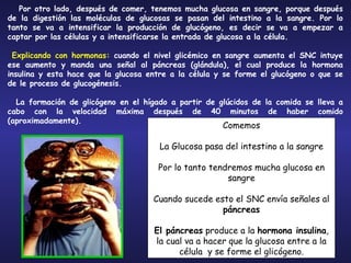 Por otro lado, después de comer, tenemos mucha glucosa en sangre, porque después de la digestión las moléculas de glucosas se pasan del intestino a la sangre. Por lo tanto se va a intensificar la producción de glucógeno, es decir se va a empezar a captar por las células y a intensificarse la entrada de glucosa a la célula. Explicando con hormonas:  cuando el nivel glicémico en sangre aumenta el SNC intuye ese aumento y manda una señal al páncreas (glándula), el cual produce la hormona insulina y esta hace que la glucosa entre a la célula y se forme el glucógeno o que se de le proceso de glucogénesis. La formación de glicógeno en el hígado a partir de glúcidos de la comida se lleva a cabo con la velocidad máxima después de 40 minutos de haber comido (aproximadamente). Comemos La Glucosa pasa del intestino a la sangre Por lo tanto tendremos mucha glucosa en sangre Cuando sucede esto el SNC envía señales al  páncreas El páncreas  produce a la  hormona insulina , la cual va a hacer que la glucosa entre a la célula  y se forme el glicógeno. 