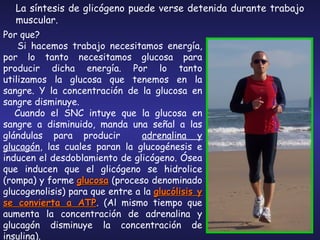 La síntesis de glicógeno puede verse detenida durante trabajo muscular. Por que? Si hacemos trabajo necesitamos energía, por lo tanto necesitamos glucosa para producir dicha energía. Por lo tanto utilizamos la glucosa que tenemos en la sangre. Y la concentración de la glucosa en sangre disminuye. Cuando el SNC intuye que la glucosa en sangre a disminuido, manda una señal a las glándulas para producir  adrenalina y glucagón , las cuales paran la glucogénesis e inducen el desdoblamiento de glicógeno. Ósea que inducen que el glicógeno se hidrolice (rompa) y forme  glucosa  (proceso denominado glucogenolisis) para que entre a la  glucólisis y se convierta a ATP . (Al mismo tiempo que aumenta la concentración de adrenalina y glucagón disminuye la concentración de  insulina ).  