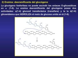 La glucógeno fosforilasa no puede escindir los enlaces O-glicosídicos en  α   (1-6). La enzima desramificante del glucógeno posee dos actividades: a(1-4) glucosil transferásica (transfiere) y la la  α (1-6) glicosidásica que HIDROLIZA el resto de glucosa unido en  α  (1-6). 2) Enzima: desramificante del glucógeno 