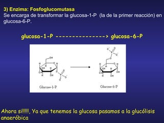 3) Enzima: Fosfoglucomutasa Se encarga de transformar la glucosa-1-P  (la de la primer reacción) en glucosa-6-P.  glucosa-1-P ---------------> glucosa-6-P Ahora si!!!!!, Ya que tenemos la glucosa pasamos a la glucólisis anaeróbica 