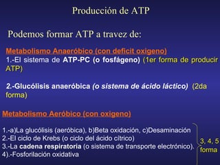 Metabolismo Anaeróbico (con deficit oxigeno)   1.-E l sistema de  ATP-PC (o fosfágeno)   (1er forma de producir ATP) 2.- Gluc ó lisis anaeróbica  (o sistema de ácido láctico)   (2da forma) Producción de ATP Podemos formar ATP a travez de: Metabolismo A eróbico  ( con  oxigeno) 1.-a)L a glucólisis (aeróbica) , b)Beta oxidación, c)Desaminación 2.-E l ciclo de Krebs (o ciclo del ácido cítrico)  3.-L a  cadena respiratoria  (o sistema de transporte electrónico). 4).-Fosforilación oxidativa 3, 4, 5 forma   