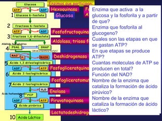 OXIDACION – REDUCCION  (REDOX )   DEFINICION Una reacción de oxidación-reducción ( redox ), es aquella en la cual ocurre una transferencia de electrones. REDUCTOR En una reacción redox, reductor es la sustancia  gana electrones electrones.  NAD gano electrones  OXIDANTE En una reacción redox, oxidante   es la sustancia que  pierde  electrones... . (Aldehído fosfoglicerico, pierde electrones, se los da al NAD)  Enzima que activa  a la glucosa y la fosforila y a partir de que? Enzima que fosforila al glucogeno? Cuales son las etapas en que se gastan ATP?  En que etapas se produce ATP? Cuantas moleculas de ATP se producen en total?  Función del NAD? Nombre de la enzima que cataliza la formación de ácido pirúvico? Nombre de la enzima que cataliza la formación de ácido láctico? Enzimas que participan: Hexoquinasa Fosfofructoquinasa Aldolasa, triosa fosato isomerasa Deshidrogenasa Fosfogliceratquinasa Enolasa Piruvatoquinasa Acido Láctico Lactatodeshidrogenasa Fosfoglucomutasa y sin gasto de ATP Glucosa Glucogeno Aldehido fosfoglicérico Ácido fosfoenolpiruvico 1 3 2 5 4 6 8 7 9 10 Fosfogliceratomutasa 