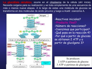 La glucólisis  aérobica ,  ocurre en el  citoplasma  de la célula (ahí inicia).  N ecesita oxígeno para su realización y se trata simplemente de una secuencia de más o menos nueve etapas. A lo largo de estas una molécula de glucosa se transforma en dos moléculas de ácido piruvico y luego a  Acetil  coenzima A . Se producen: 2 ATP si partimos de glucosa 3 ATP si partimos de glucógeno -Reactivos iniciales? -Producto final? -Número de reacciones? -Coenzimas que participan? -Qué pasa en la reacción 4? -Por qué a partir de glucosa se obtienen 2 ATP y a partir de glucógeno 3? Acetil coenzima A Glucogeno Etapa10 Ácido 1,3-difosfoglicerico Ácido 1,3-difosfoglicerico Acetil coenzima A 