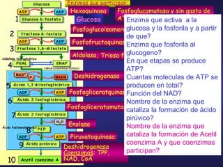 Enzima que activa  a la glucosa y la fosforila y a partir de que? Enzima que fosforila al glucogeno? En que etapas se produce ATP? Cuantas moleculas de ATP se producen en total?  Función del NAD? Nombre de la enzima que cataliza la formación de ácido pirúvico? Nombre de la enzima que cataliza la formación de Acetil coenzima A y que coenzimas participan? Enzimas que participan: Hexoquinasa Fosfofructoquinasa Aldolasa, Deshidrogenasa Fosfogliceratquinasa Enolasa Piruvatoquinasa Fosfoglucomutasa y sin gasto de ATP Glucosa Glucogeno Aldehido fosfoglicérico Ácido fosfoenolpiruvico 1 3 2 5 4 6 8 7 9 Acetil coenzima A 10 Deshidrogenasa Coenzimas : TPP, NAD, CoA Fosfoglucoisomerasa Triosa fosfato isomerasa Fosfogliceratomutasa 