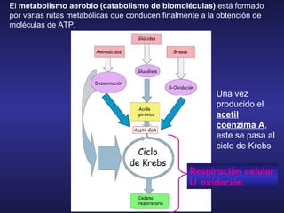 El  metabolismo aerobio (catabolismo de biomoléculas)  está formado por varias rutas metabólicas que conducen finalmente a la obtención de moléculas de ATP.  Respiración celular U oxidación Una vez producido el  acetil coenzima A , este se pasa al ciclo de Krebs 