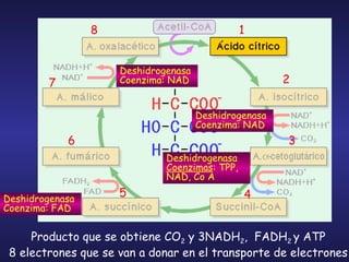 Producto que se obtiene CO 2  y 3NADH 2 ,  FADH 2  y ATP 8 electrones que se van a donar en el transporte de electrones 2 1 3 4 5 6 7 8 Deshidrogenasa Coenzima: NAD Deshidrogenasa Coenzimas : TPP, NAD, Co A Deshidrogenasa Coenzima: FAD Deshidrogenasa Coenzima: NAD 