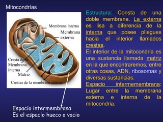 Estructura:   C onsta de una doble membrana.  La exte rn a  es lisa a diferencia de la  interna  que posee pliegues hacia el interior llamados  crestas . El interior de la mitocondria es una sustancia llamada  matriz  en la que encontraremos, entre otras cosas, ADN,  ribosomas  y diversas sustancias. Espacio intermemembrana : Lugar entre la membrana externa e interna de la mitocondria. Mitocondrías Matriz Cresta de la  Membrana  interna Membrana  externa Crestas de la membrana interna Membrana interna Espacio intermembrana Es el espacio hueco o vacio 
