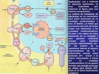Explicación : Lee y entiende la siguiente explicación, es muy importante que observes la figura para una máxima comprensión. La cadena de transporte de electrones  es un mecanismo para pasar electrones de un complejo mutienzimatico a otro.  El NADH y el FADH que provienene del ciclo de Krebs ceden sus electrones a los compejos multienzimaticos. El paso o los  saltos  de estos electrones de un complejo a otro  generan suficiente energía para bombear protones representados por  H +  del interior de la membrana interna al espacio intermembrana de la  mitocondria   cuando estos protones (H + )  entran a la matriz mitocondrial a travez del un complejo multienzimatico (V) se genera energía,  esa energía es la que se utiliza para formar ATP . (esto se le llama fosforilación oxidativa ) Fosforilación  oxidativa Energía 
