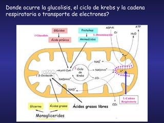Donde ocurre la glucolisis, el ciclo de krebs y la cadena respiratoria o transporte de electrones? 3.-Cadena Respiratoria 1 Glucolisis 1.-Desaminación 1 2. Monogliceridos Ácidos grasos libres 