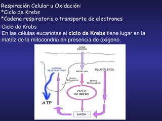 Ciclo de Krebs En las células eucariotas el  ciclo de Krebs  tiene lugar en la matriz de la mitocondria en presencia de oxígeno.  Respiración Celular u Oxidación: * Ciclo de Krebs *Cadena respiratoria o transporte de electrones                                                                      
