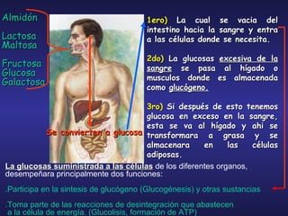 Almidón Lactosa Maltosa Fructosa Glucosa Galactosa 1ero)  La cual se vacia del intestino hacia la sangre y entra a las células donde se necesita. 2do)  La glucosas  excesiva de la sangre  se pasa al hígado o musculos donde es almacenada como  glucógeno. 3ro)  Si después de esto tenemos glucosa en exceso en la sangre, esta se va al hígado y ahi se transformara a grasa y se almacenara en las células adiposas. Se convierten a glucosa La glucosas suministrada a las células  de los diferentes organos, desempeñara principalmente dos funciones: .Participa en la sintesis de glucógeno (Glucogénesis) y otras sustancias  .Toma parte de las reacciones de desintegración que abastecen a la célula de energía. (Glucolisis, formación de ATP) 