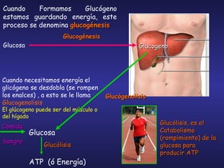 Cuando Formamos Glucógeno estamos guardando energía, este proceso se denomina  glucogénesis Glucosa Glucogénesis Glucogeno Glucosa Cuando necesitamos energía el glicógeno se desdobla (se rompen los enalces) , a esto se le llama  Glucogenolisis El glúcogeno puede ser del músculo o del hígado ATP  (ó Energía) Glucólisis Glucógenolisis Glucólisis, es el Catabolismo (rompimiento) de la glucosa para producir ATP Comida Sangre 